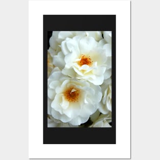 White Roses Posters and Art